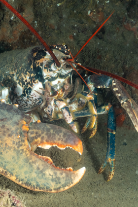 Lobster on Maona wreck