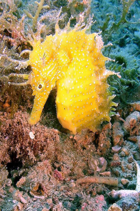 Fiesa seahorse